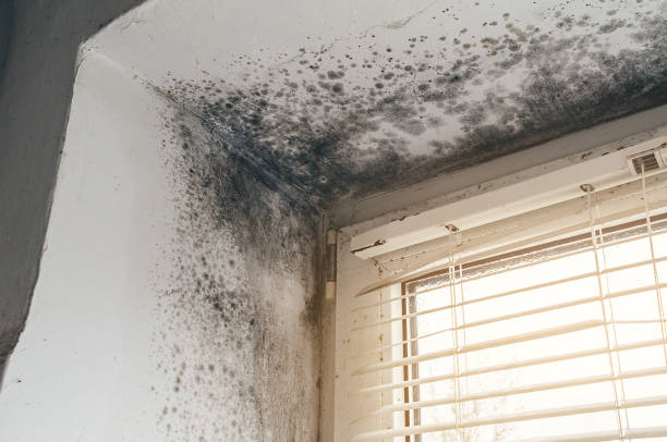 Affordable Crawl Space Mold Removal solutions in Monmouth Junction, NJ